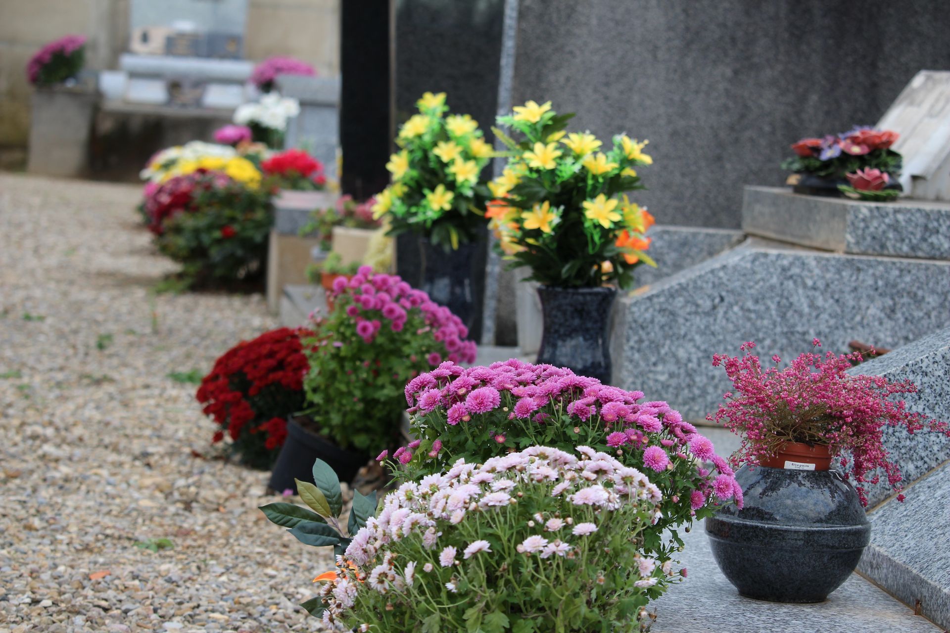 Des pots de fleurs 