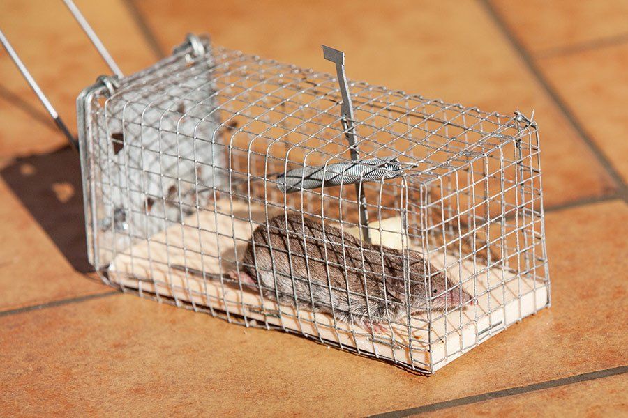 Un rat enfermé dans une cage