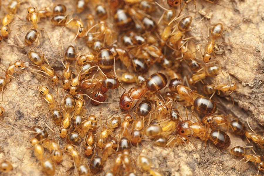 De nombreuses fourmis sur un rocher