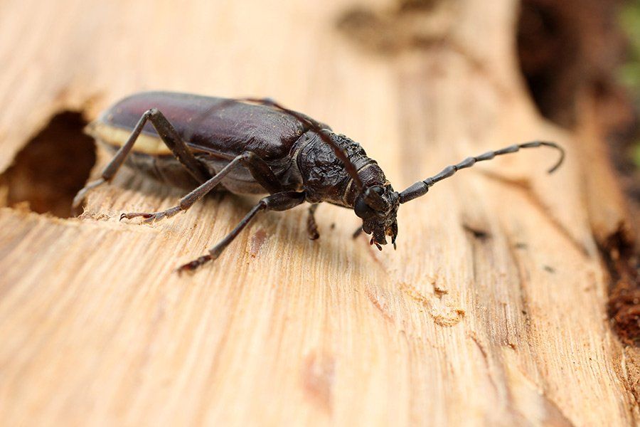 Un insecte dans du bois