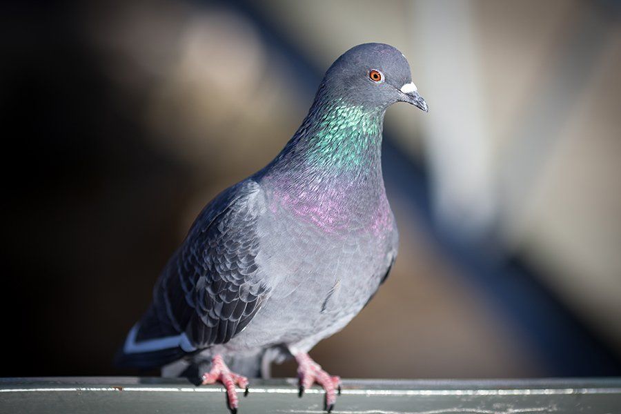 Un pigeon sur une barrière