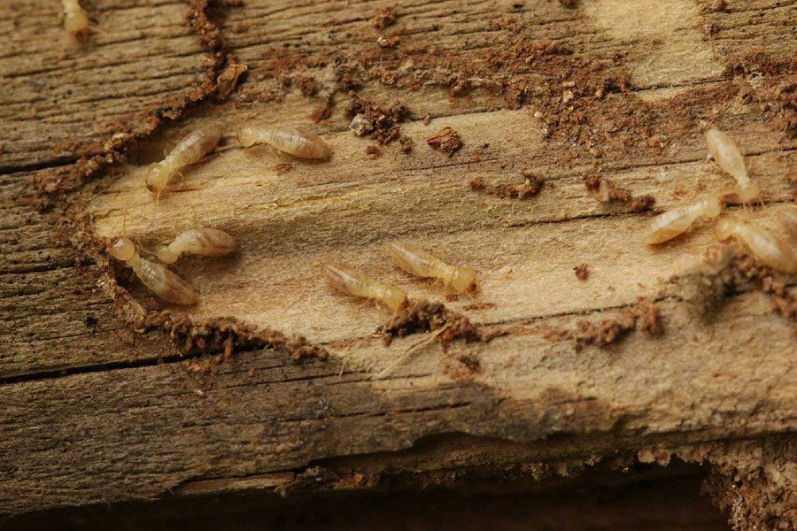 Des insectes qui attaquent le bois