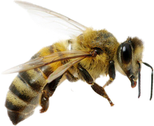 Une abeille