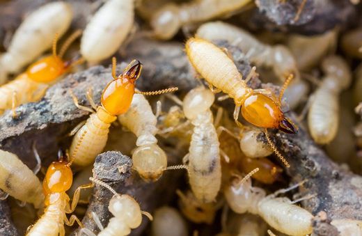 Des fourmis sur un caillou