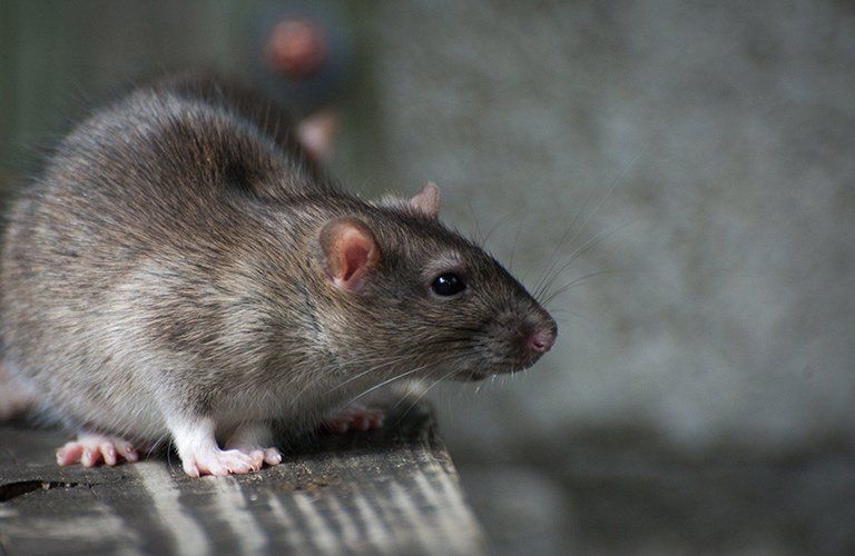 Un rat sur une planche de bois