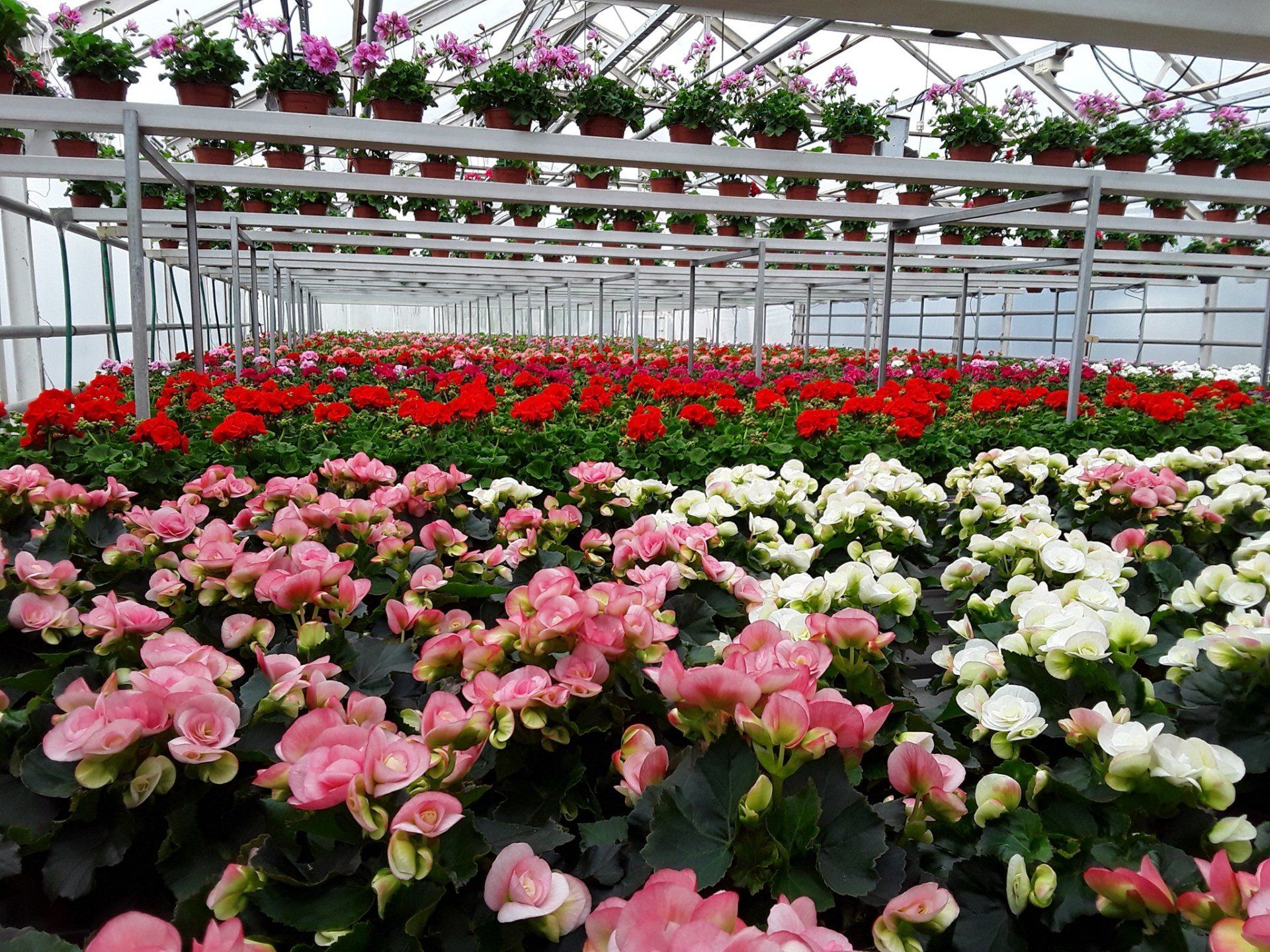 Lindbergs Trädgård - Lindbergin Puutarha