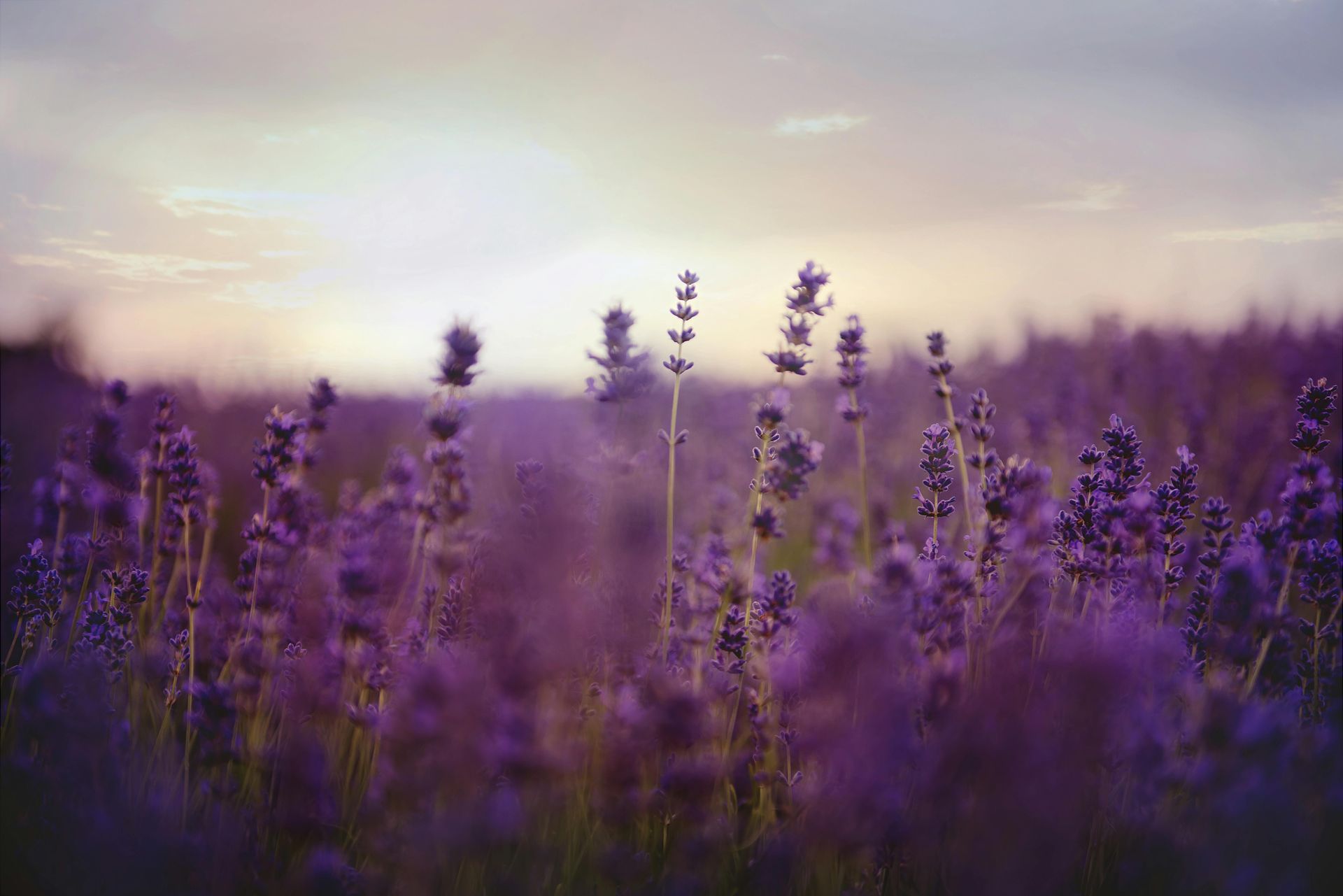 Purple lavender field at sunset, with soft lighting and a blurred background.