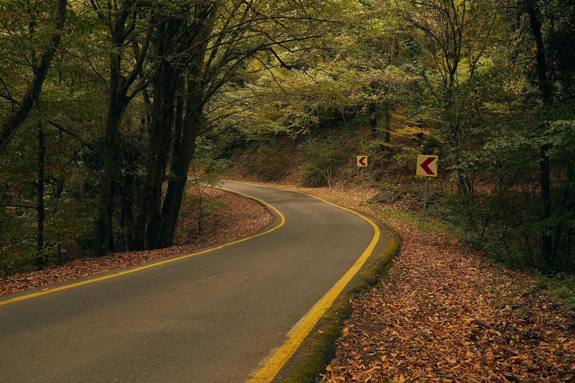 Curving road through a forest, lined with yellow, fallen leaves, and a sharp curve warning sign.