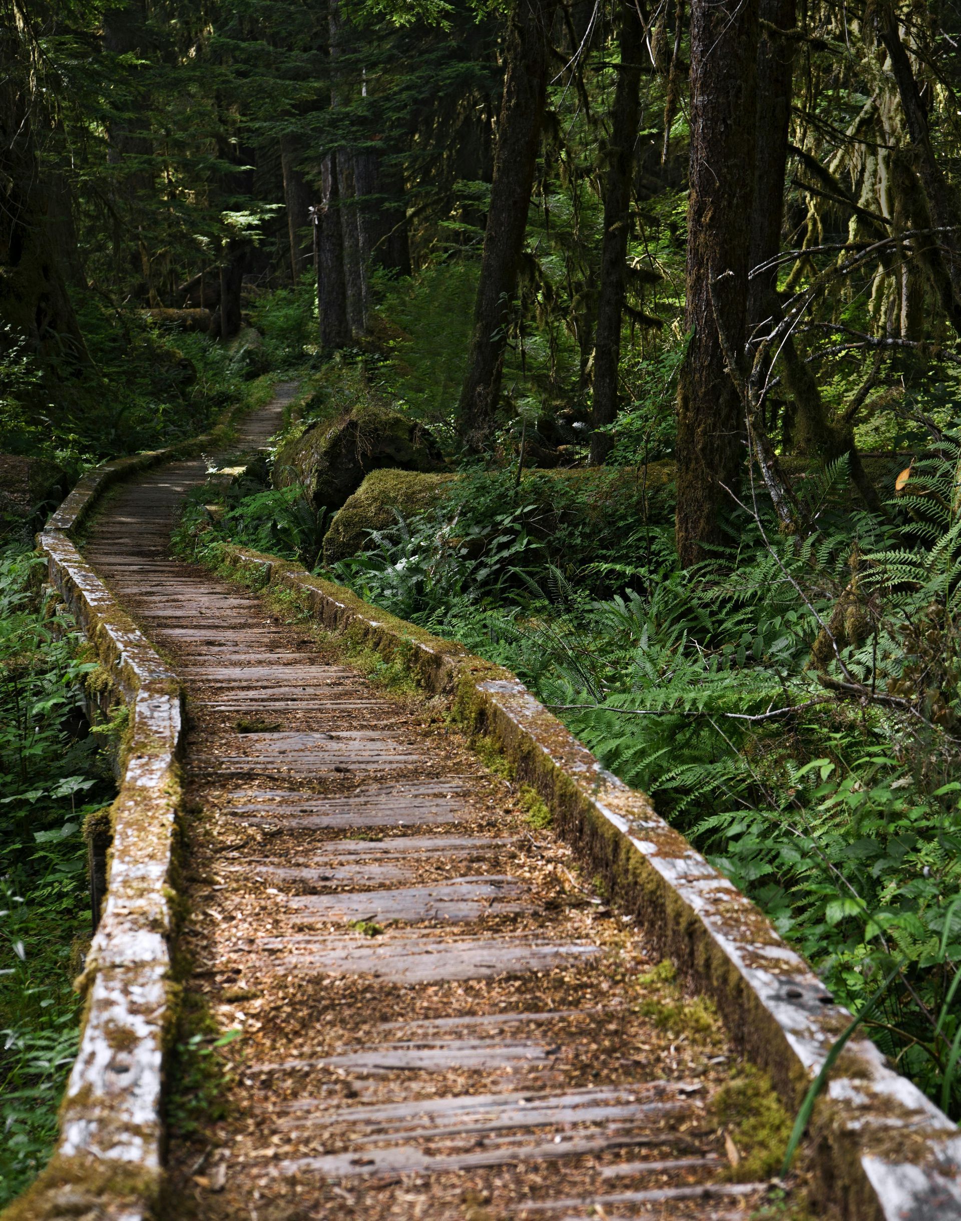 Wooden boardwalk path winding through a lush, green forest.