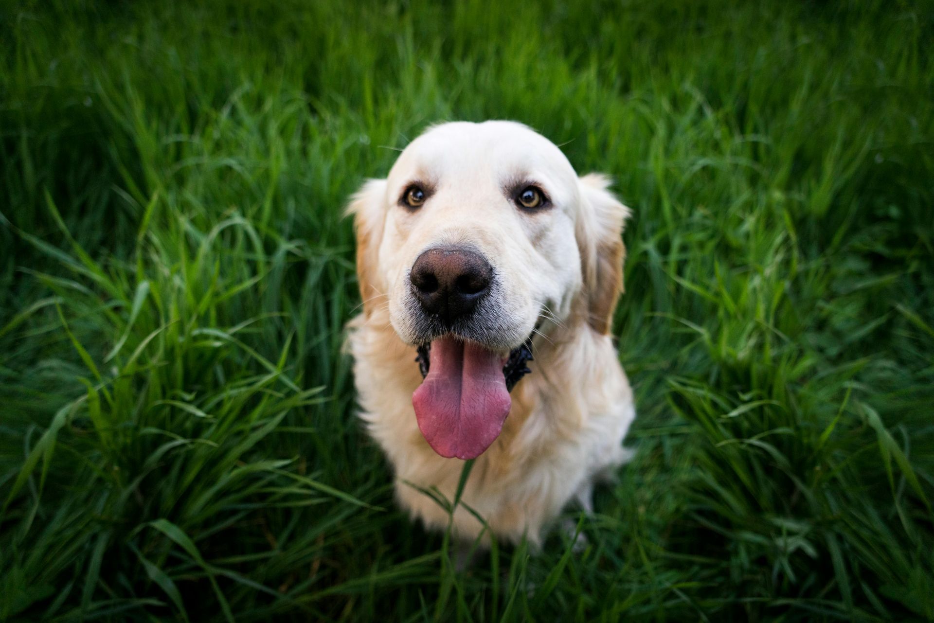 Golden retriever in tall green grass, looking up with tongue out, happy expression.