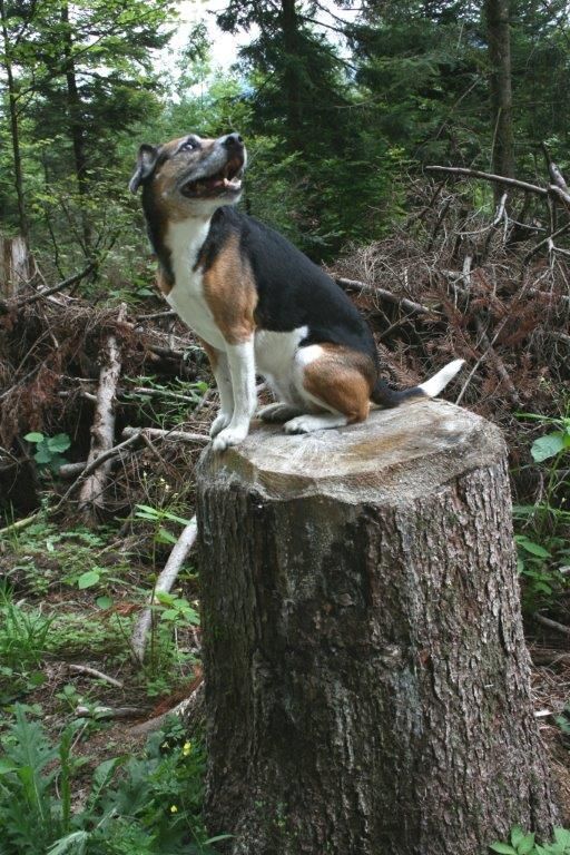 Edu'Canis - jeu libre