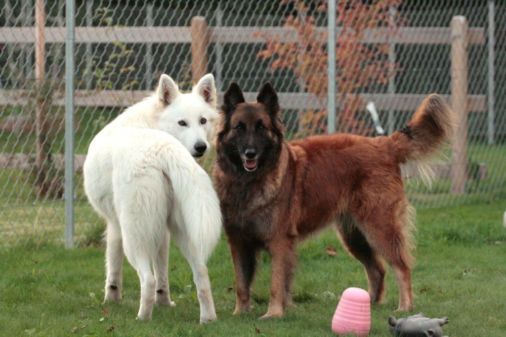 Edu'Canis - éducation de base