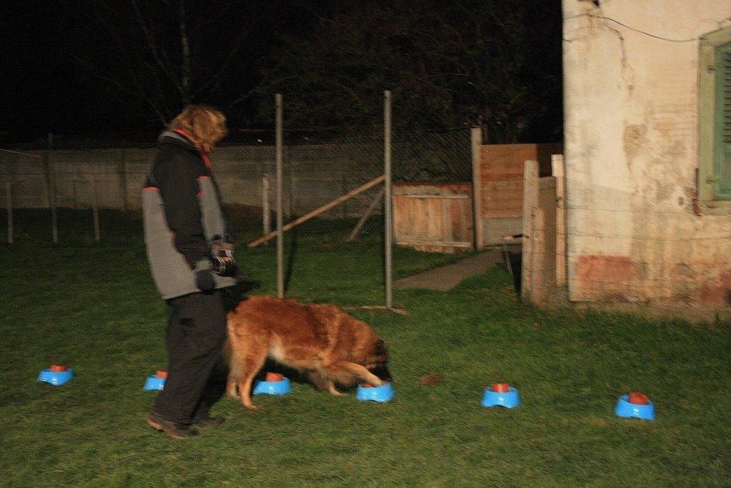 Edu'Canis - exercice pour chien