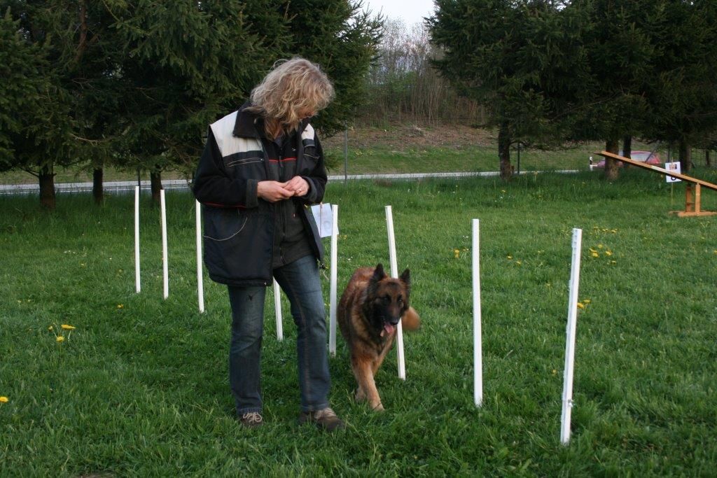 Edu'Canis - cours pratique