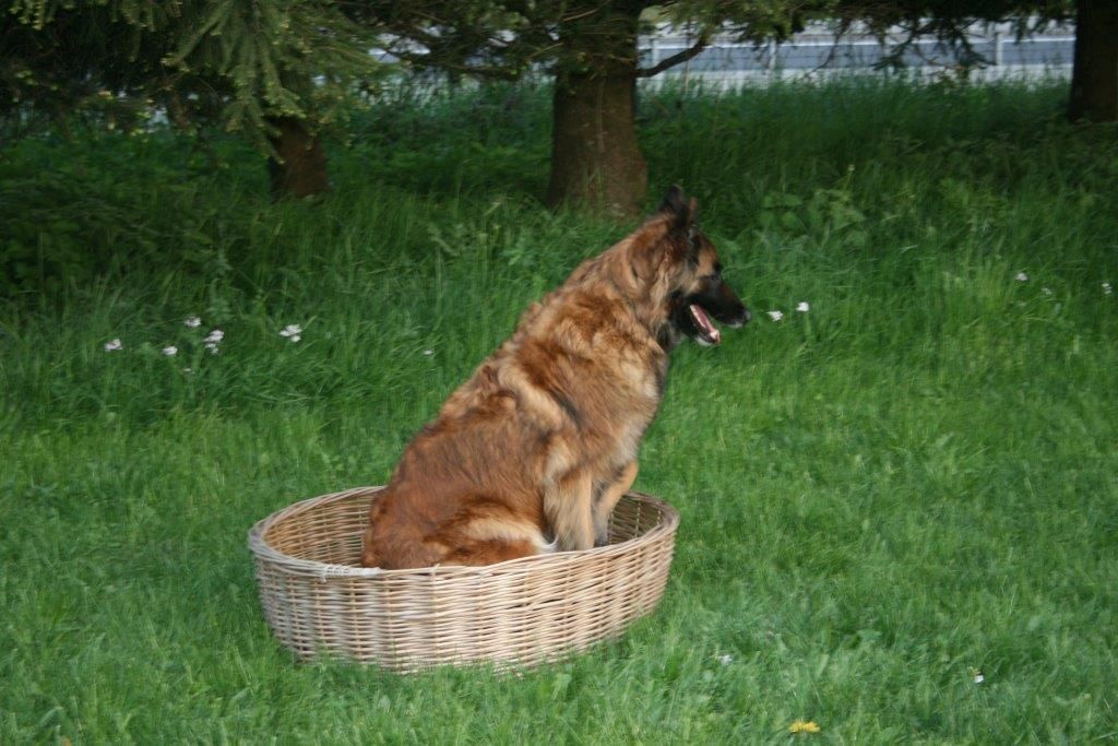 Edu'Canis - comportement du chien