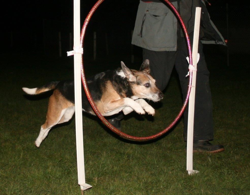 Edu'Canis - animal de compagnie