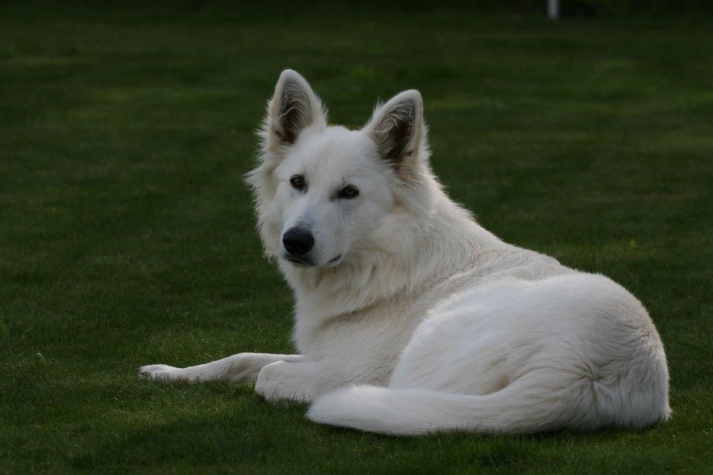 Edu'Canis - agilité