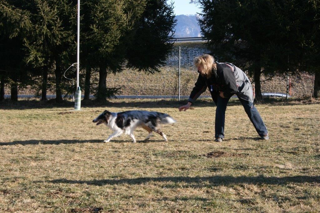 Edu'Canis - chien agressif