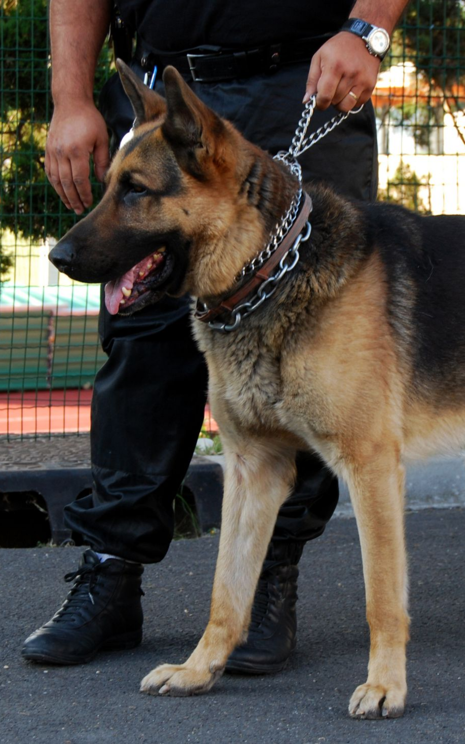 Chien de berger allemand en laisse tenu par une personne en uniforme.