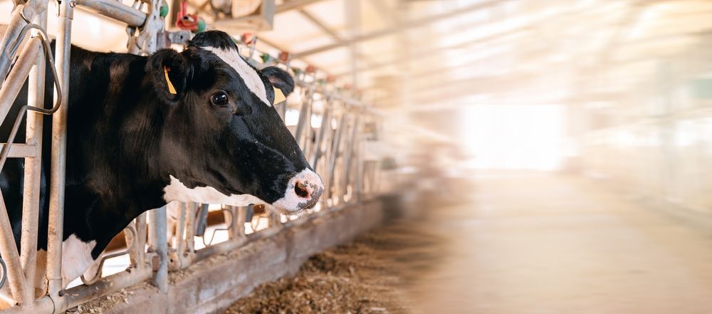 Vaca blanca y negra en un corral, mirando hacia un lado. La luz brillante ilumina el fondo.