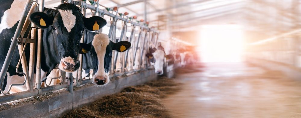 Vacas en un establo mirando a la cámara. El establo es luminoso y tiene una fuente de luz al fondo.