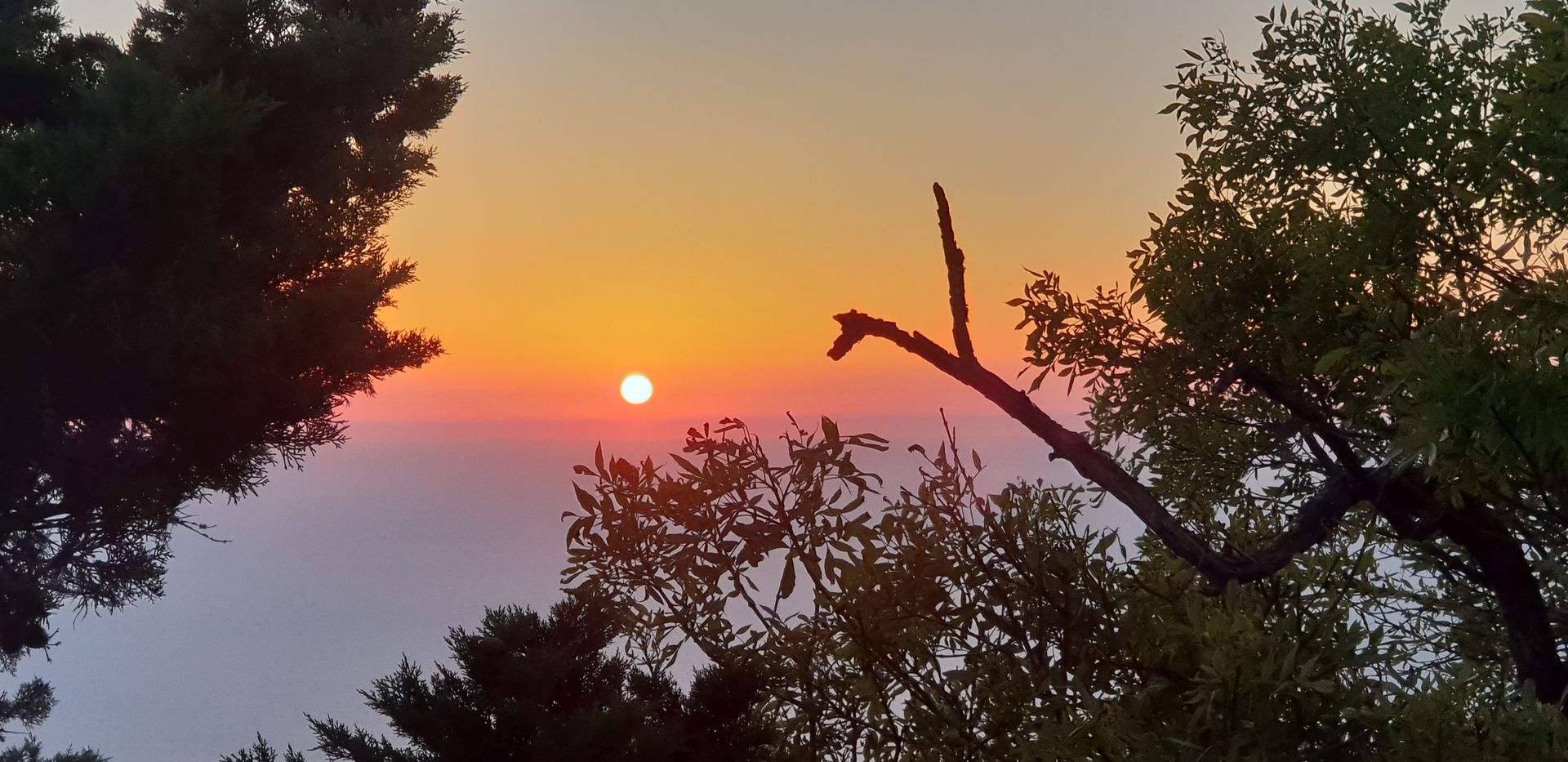 Coucher de soleil sur la mer, encadré par les silhouettes et les branches sombres des arbres.