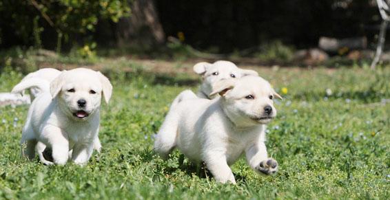 Pensions pour chiens à Ittenheim