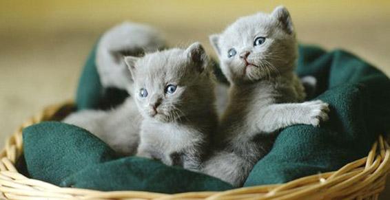 Pensions pour chats à Ittenheim