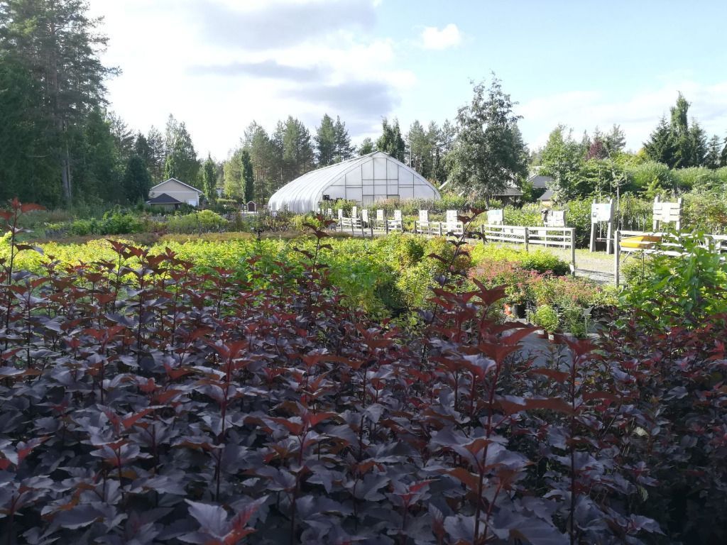 Lehmon Puutarhatila Oy