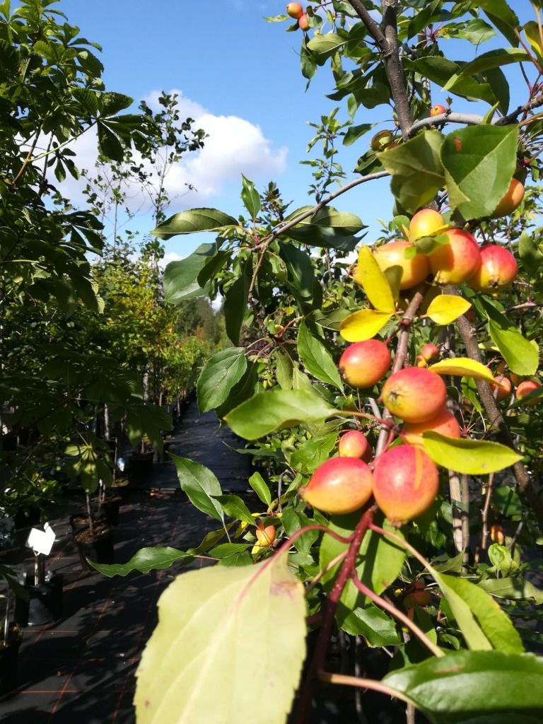 Lehmon Puutarhatila Oy