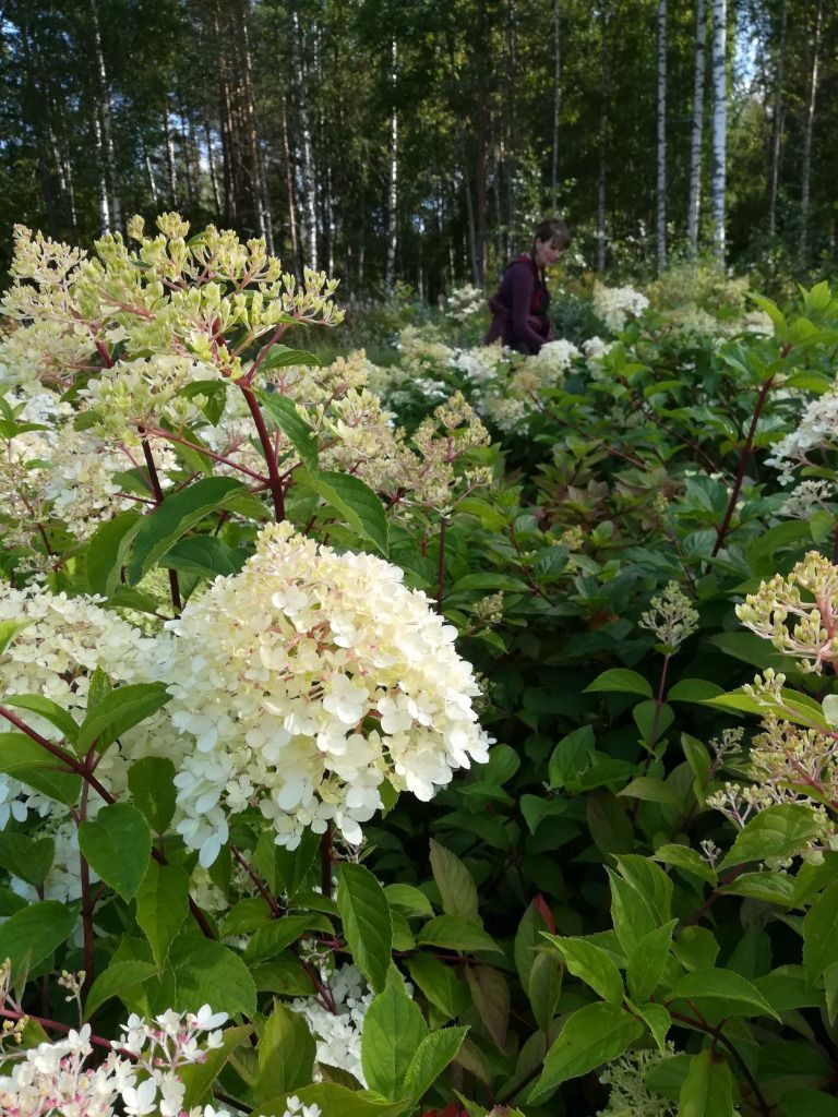 Lehmon Puutarhatila Oy