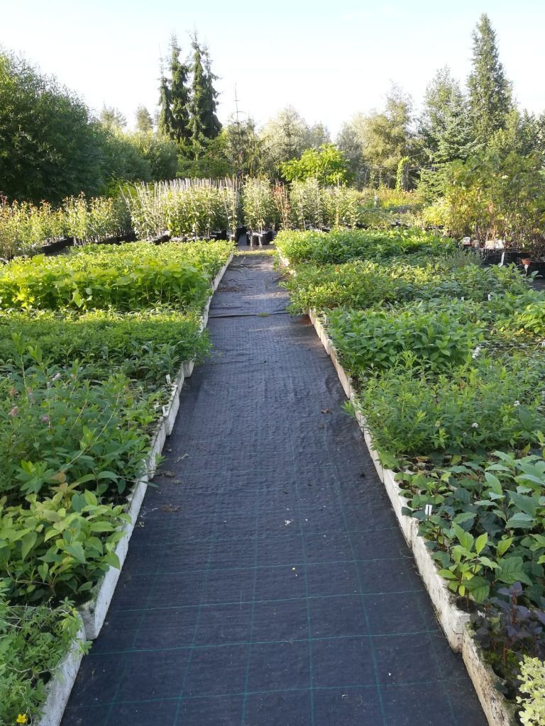 Lehmon Puutarhatila Oy