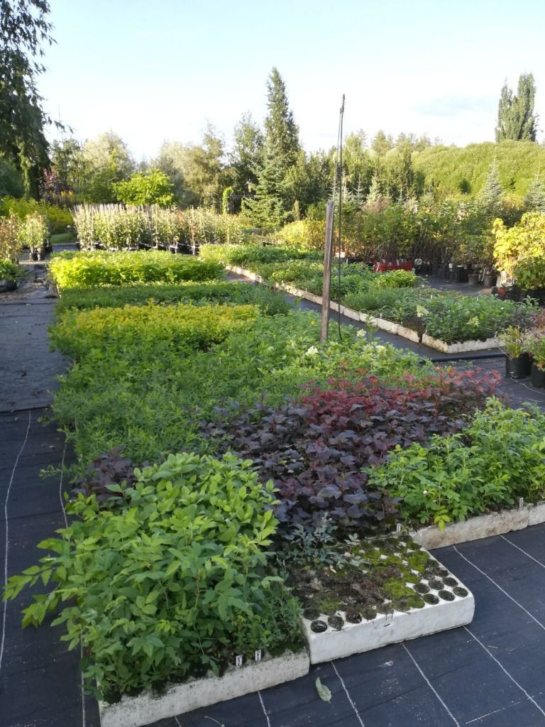 Lehmon Puutarhatila Oy