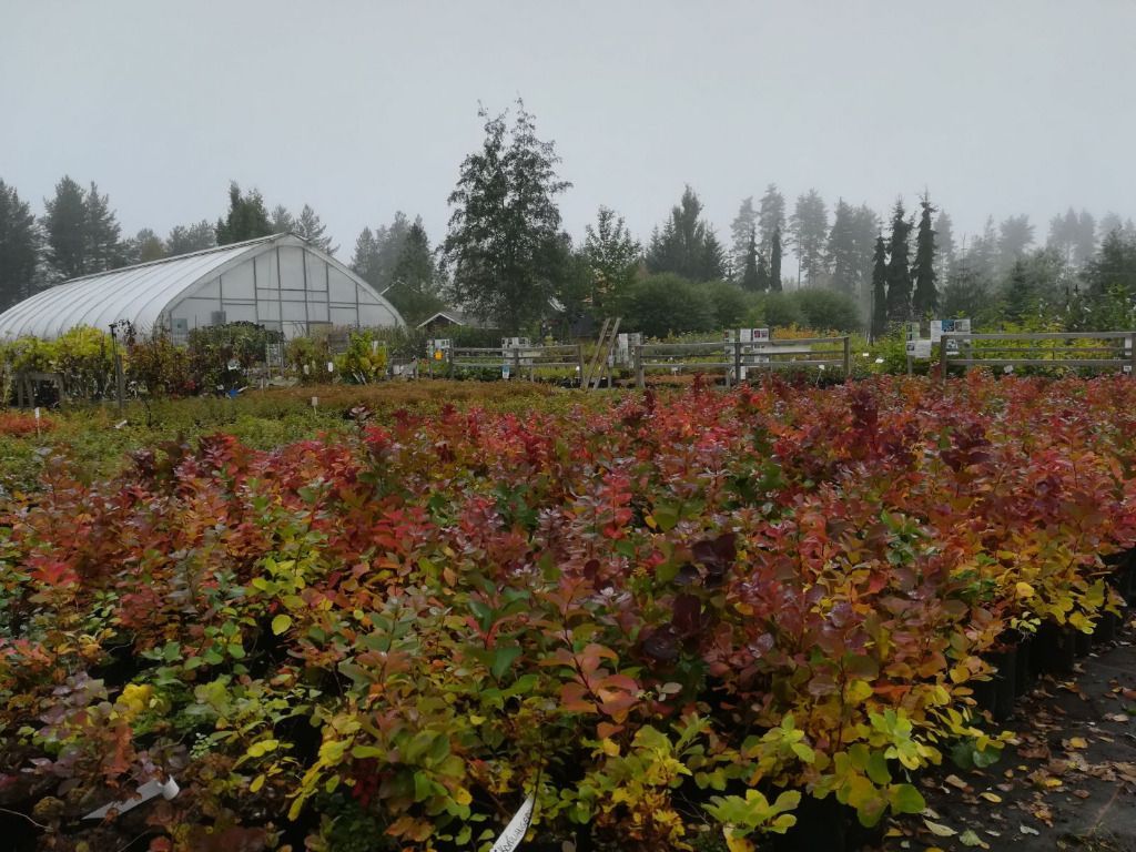 Lehmon Puutarhatila Oy