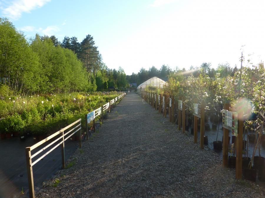 Lehmon Puutarhatila Oy