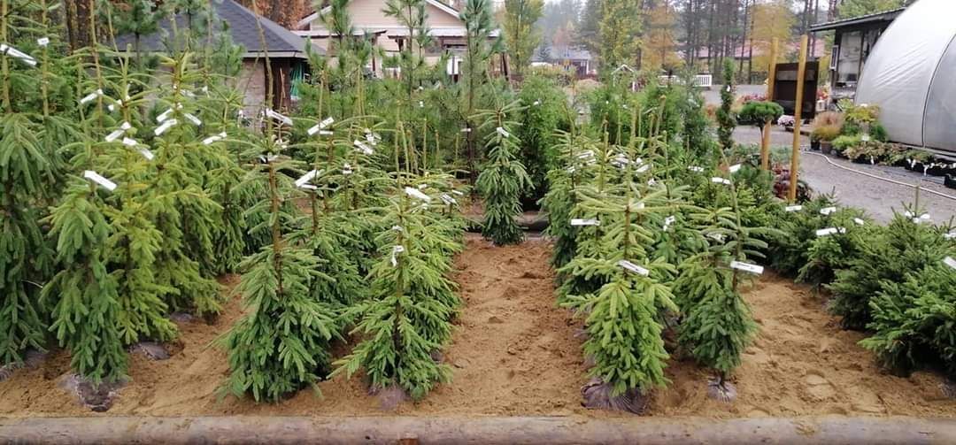 Lehmon Puutarhatila Oy