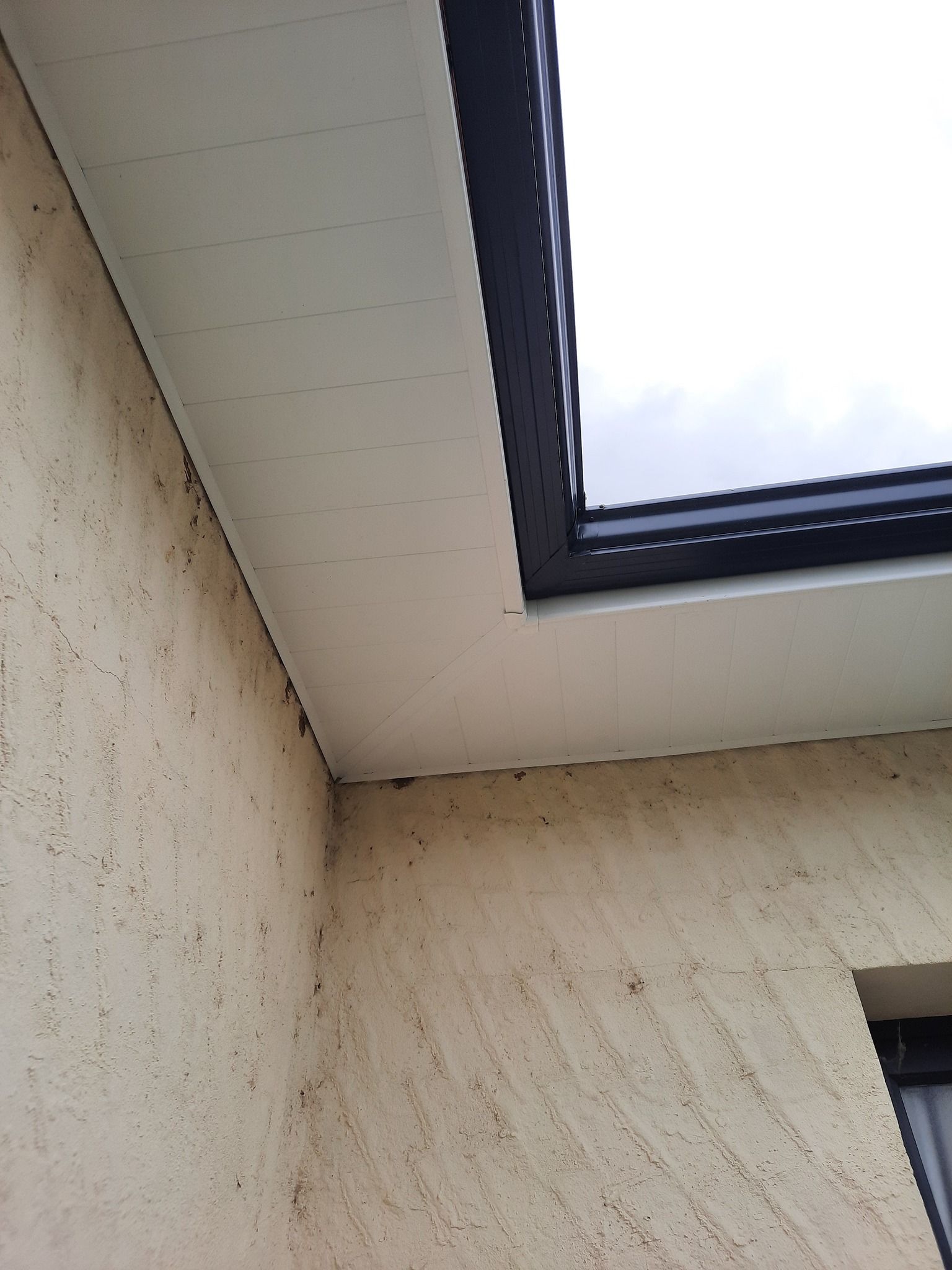 Une sous-face blanche.