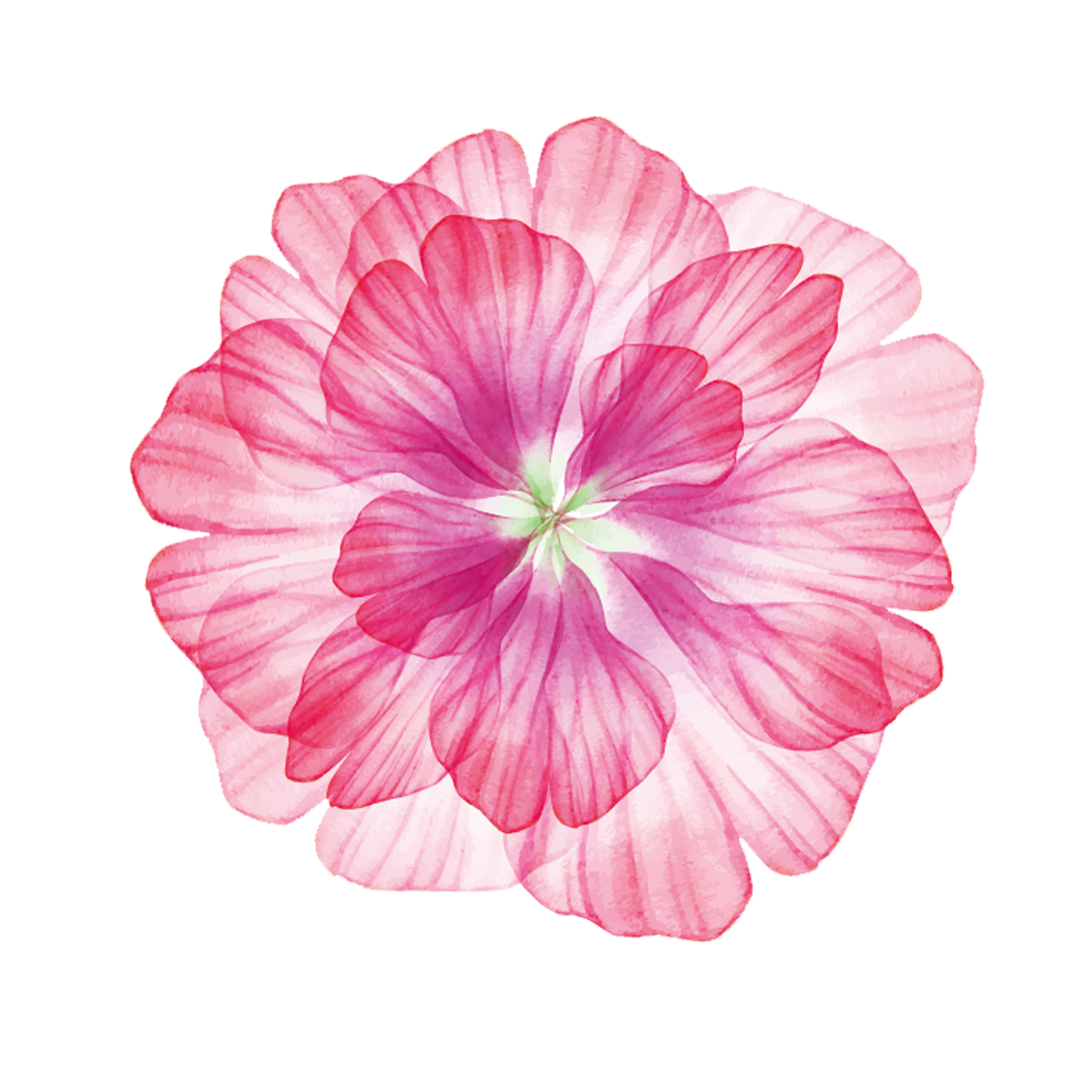 Fleur aquarelle rose et blanche aux pétales superposés et au centre vert pâle