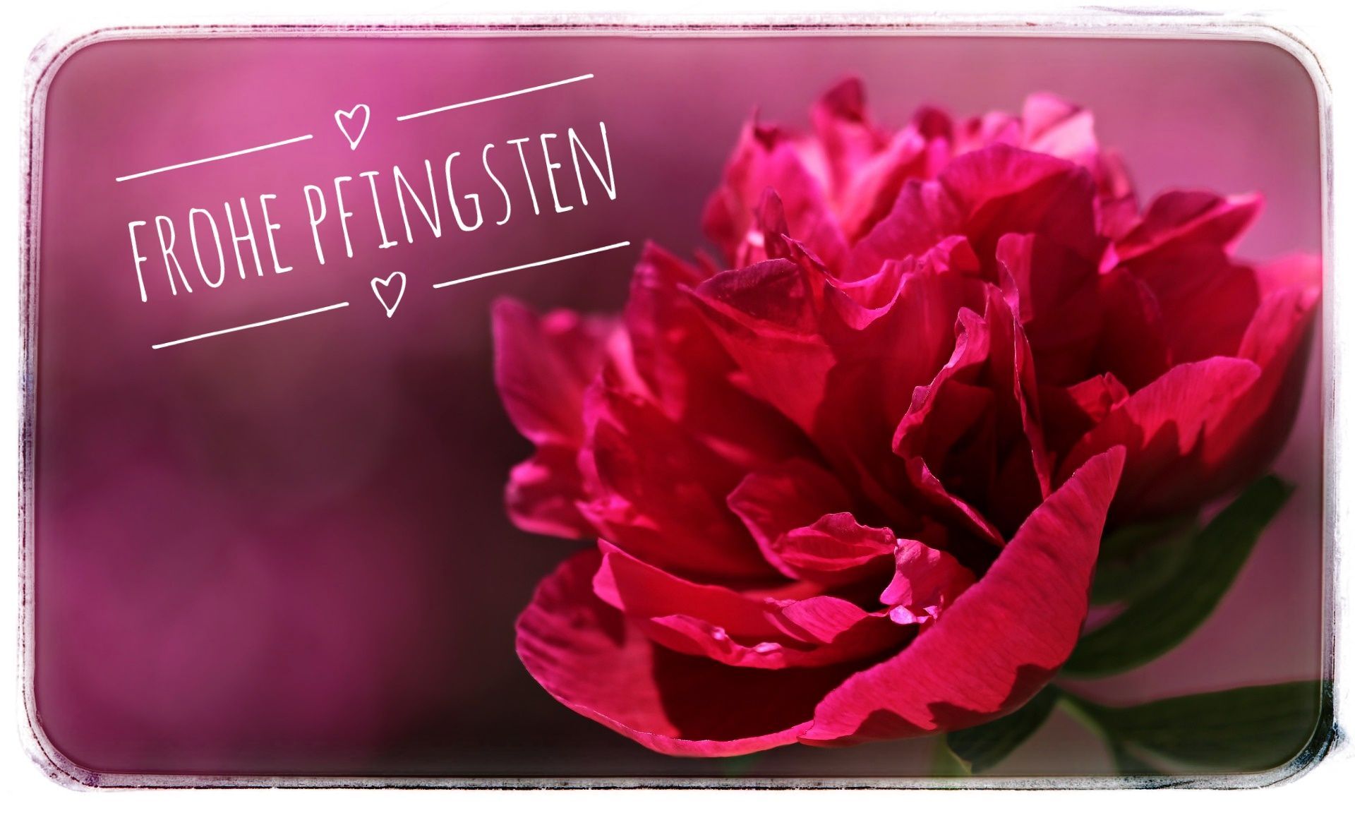 Rosa Blume mit dem Grußtext „FROHE PFINGSTEN“ auf magentafarbenem Hintergrund