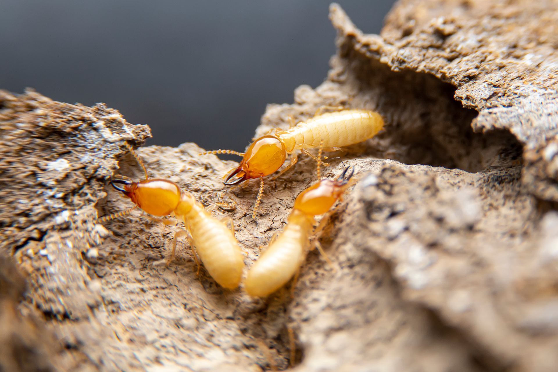 Trois termites pâles sur du bois rugueux, en gros plan.