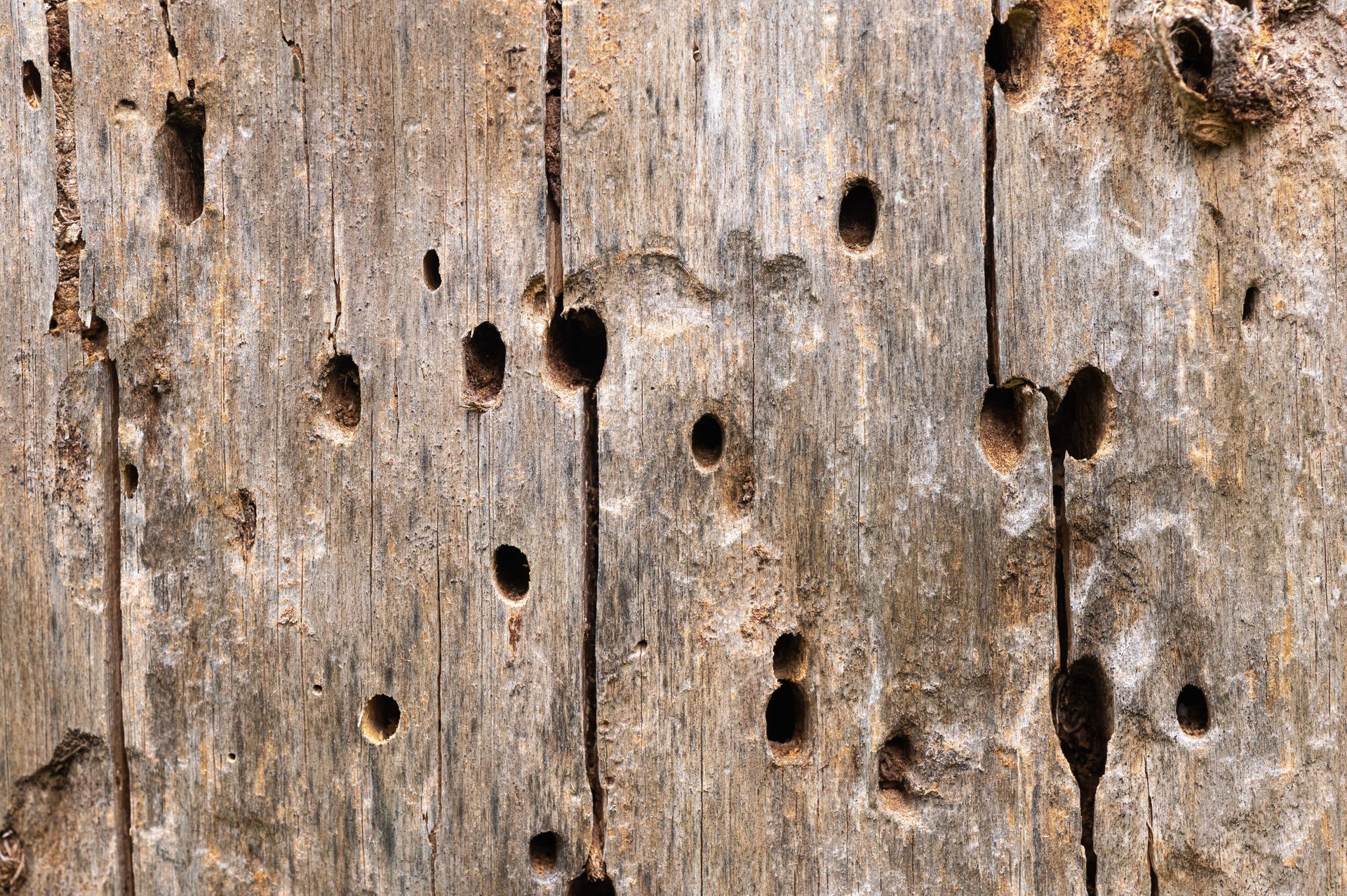 Surface en bois patinée présentant de nombreux petits trous et fissures sombres.