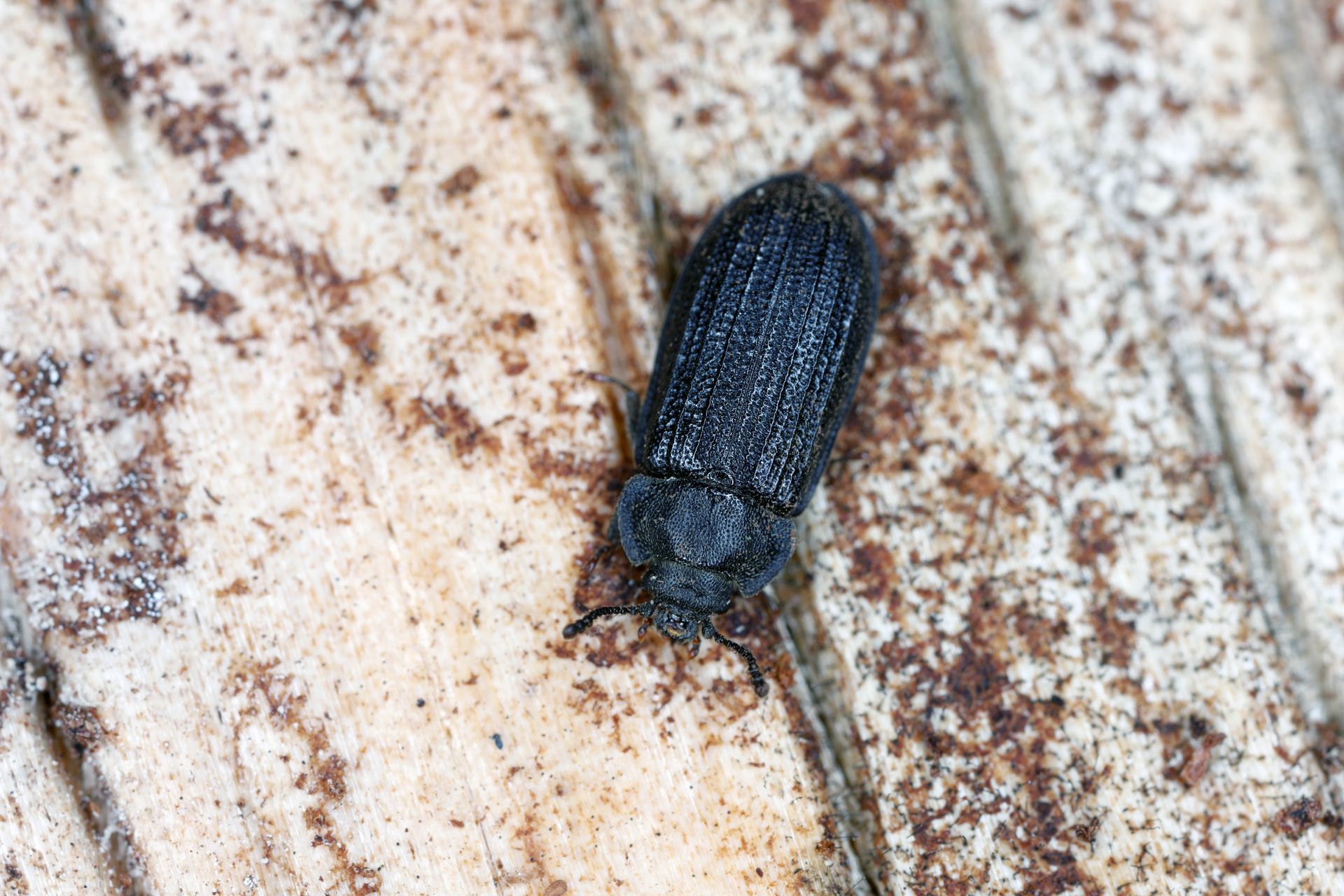Gros plan d'un coléoptère noir sur une surface en bois clair et patiné.