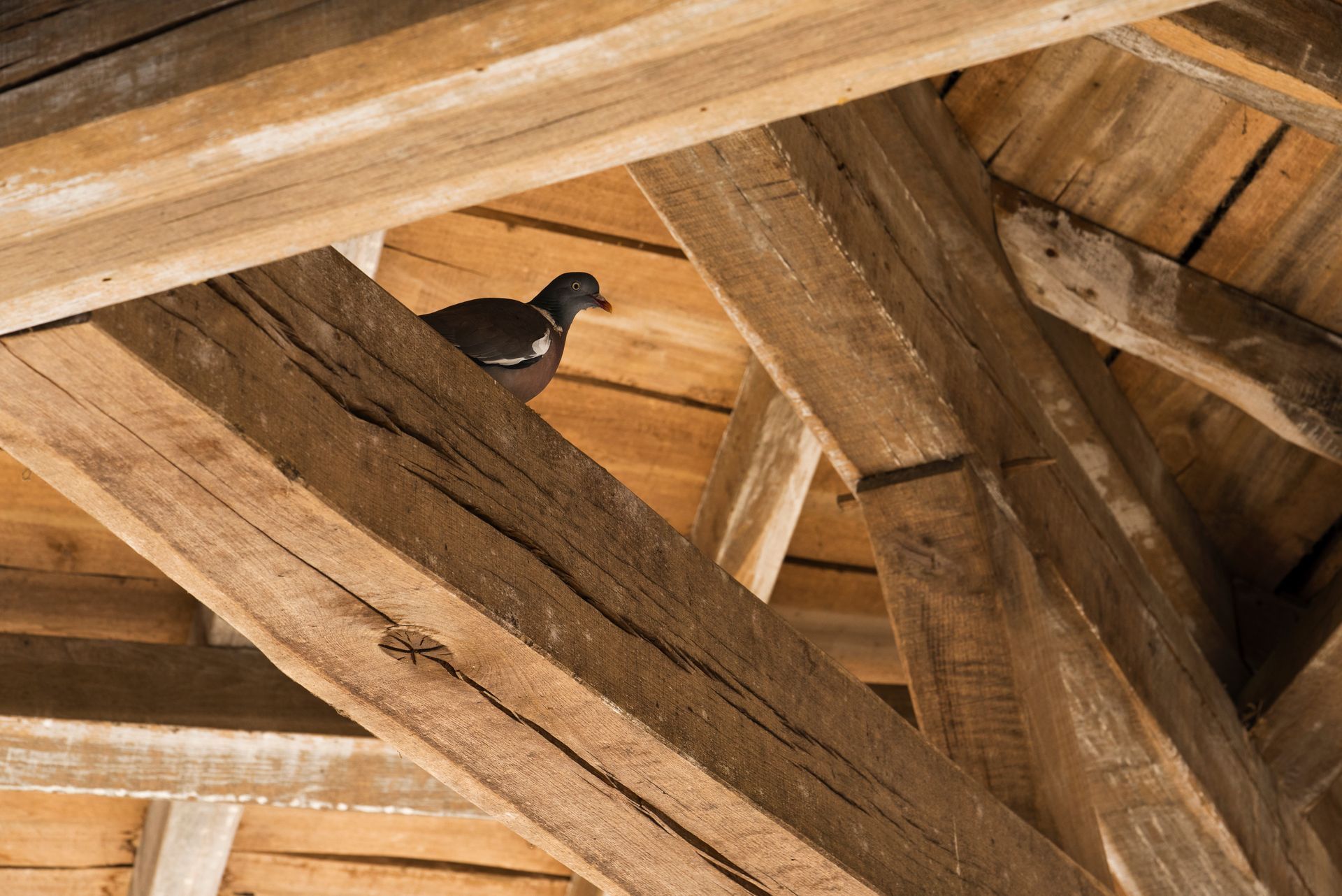 Oiseau perché sur des poutres en bois d'une charpente à l'intérieur d'un grenier.