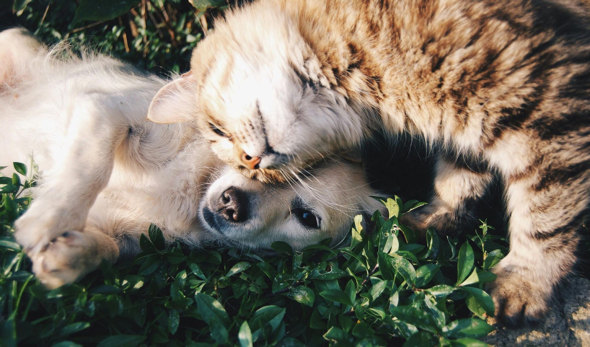 Un gato y un perro están acostados uno encima del otro en el césped.