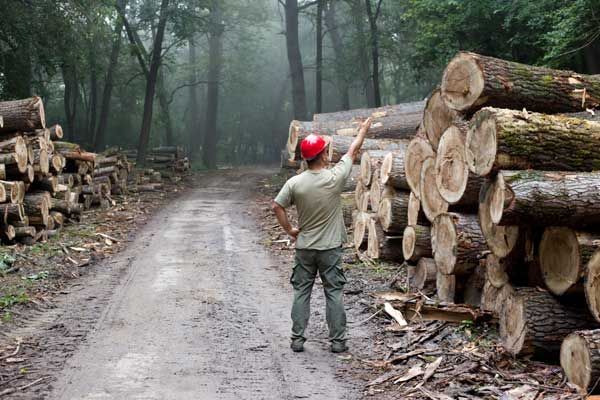 Une personne portant un casque rouge se tient sur un chemin forestier boueux, à côté de troncs d'arbres coupés empilés.