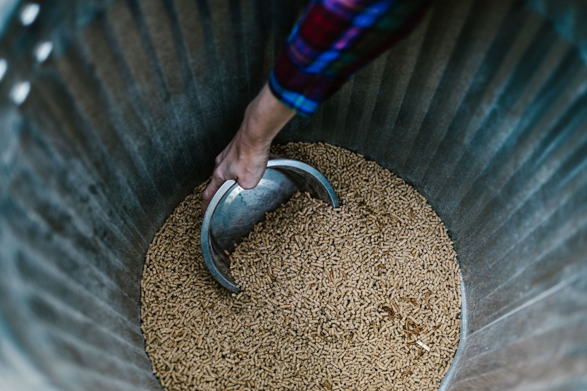 Prélever à la main des grains beiges d'un grand récipient métallique à l'aide d'une pelle métallique
