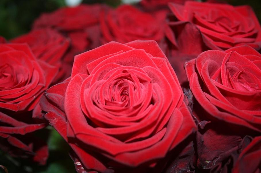Rose fraîches Floretzon Arthon-en-Retz