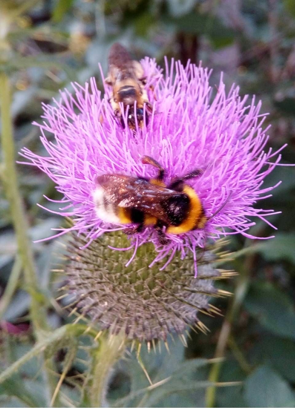 Zwei Bienen auf einer lila Distelblüte in einem Garten