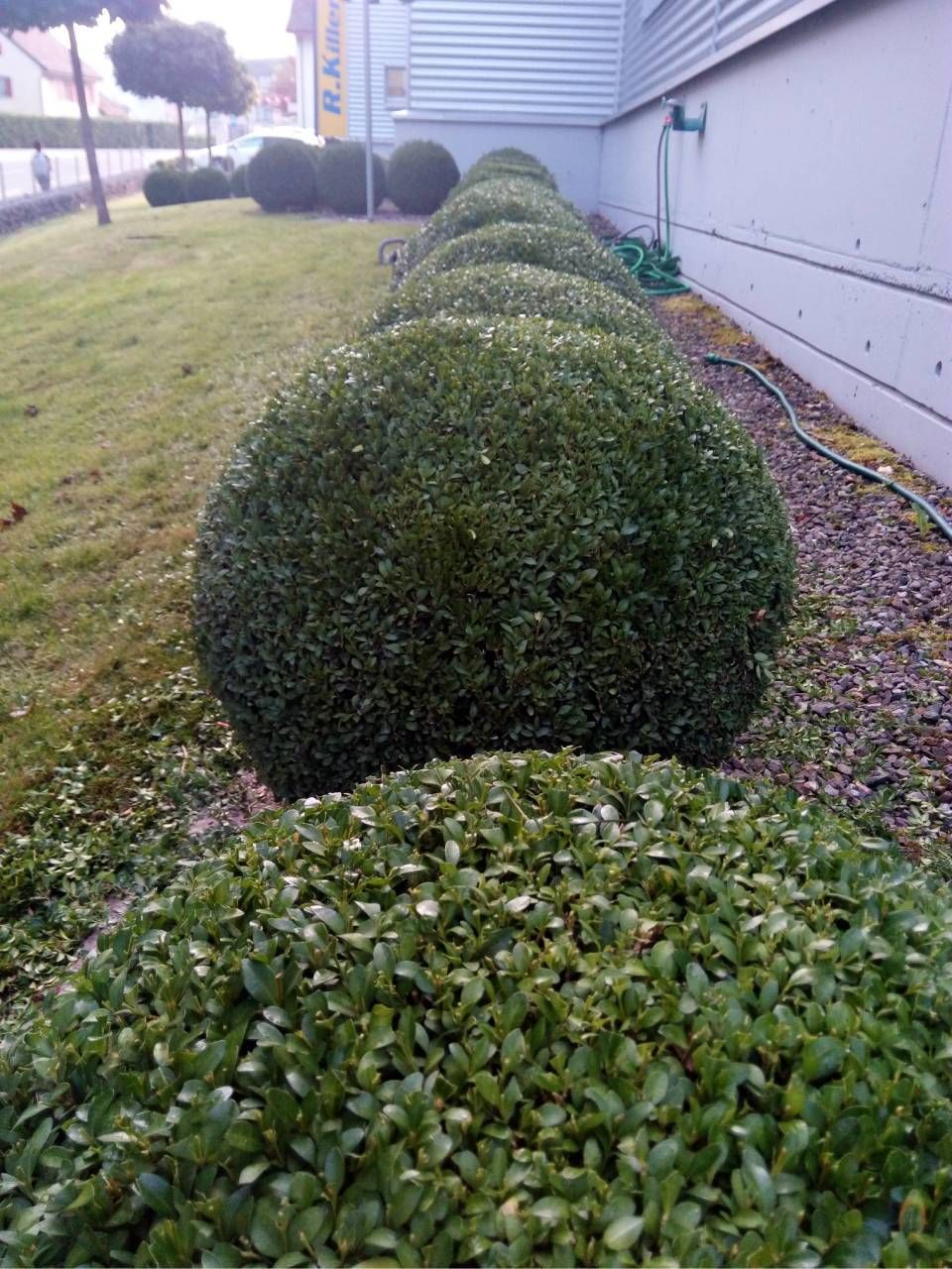 Eine Reihe ordentlich gestutzter grüner Sträucher entlang des Hausfundaments in einem grasbewachsenen Garten