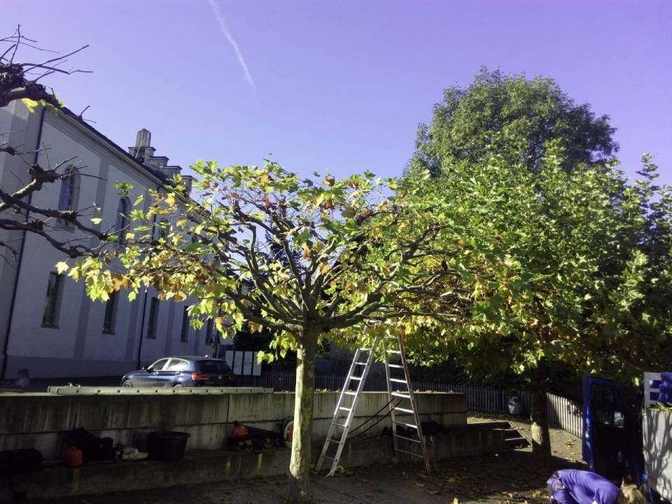 Eine Leiter unter einem belaubten Baum in einem Hinterhof neben einem Gebäude an einem sonnigen Tag